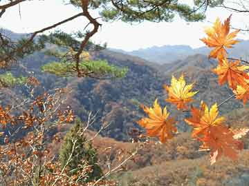 澳門(mén)六開(kāi)彩天天開(kāi)獎(jiǎng)結(jié)果生肖卡,深入數(shù)據(jù)解析策略_版臿16.21.11