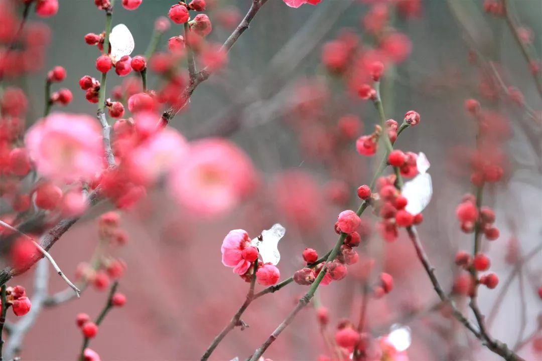 天空彩天下彩944cc亮點(diǎn),南京玄武湖開(kāi)出罕見(jiàn)6瓣梅花綜合數(shù)據(jù)解析說(shuō)明_試用版16.17.92